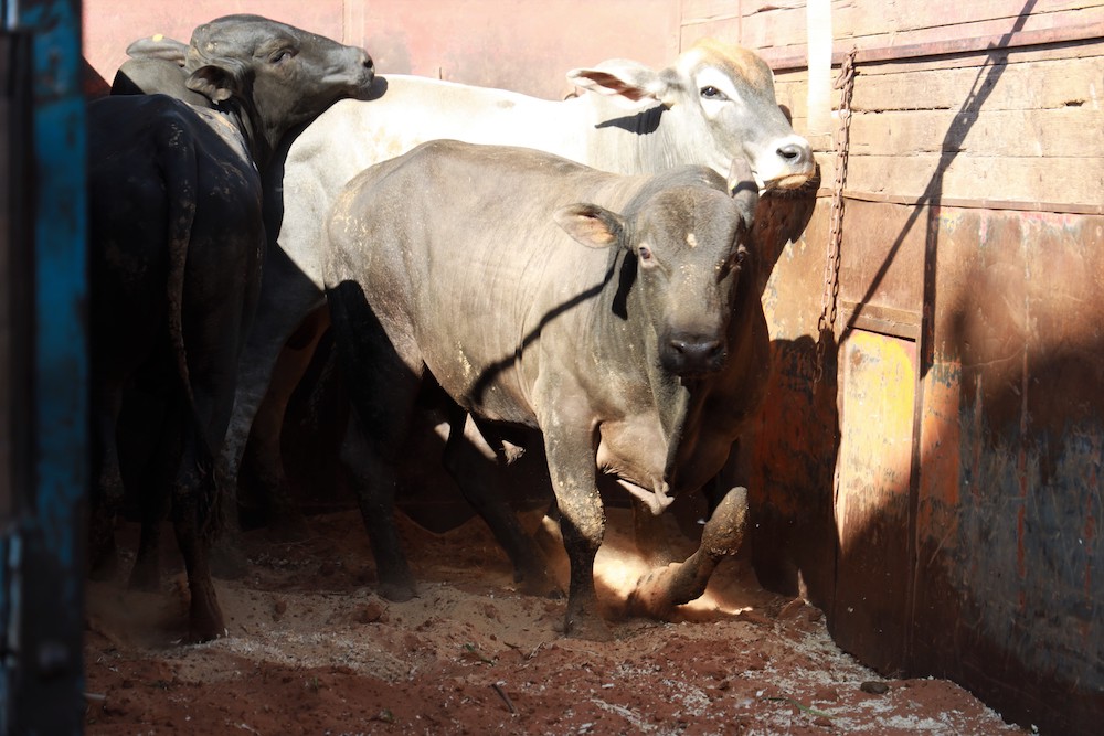 وصول 2800 رأسا من الأبقار المستوردة المخصصة للذبح من البرازيل إلى المغرب