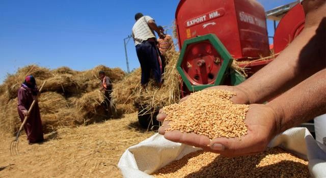 الإنتاج المرتقب من الحبوب بجهة الدار البيضاء يلامس 26 مليون قنطار الإنتاج المرتقب من الحبوب بجهة الدار البيضاء يلامس 26 مليون قنطار