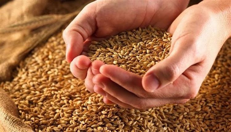 موسم فلاحي واعد.. الفاو تتوقع انتعاش الحبوب بالمغرب موسم فلاحي واعد.. الفاو تتوقع انتعاش الحبوب بالمغرب