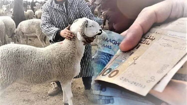 مواطنون يبحثون عن أضحية العيد بالأسواق