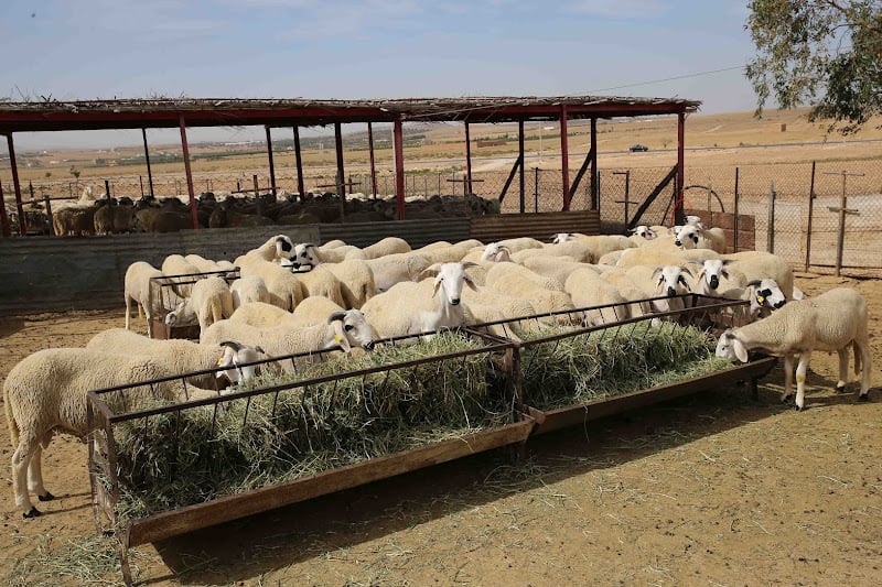 مطالب بردع “فراقشية” أعلاف الماشية