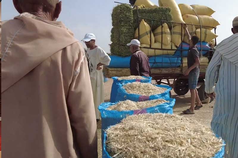 مصنعو الأعلاف يردون على تحذيرات برلمانية من “فراقشية” القطاع