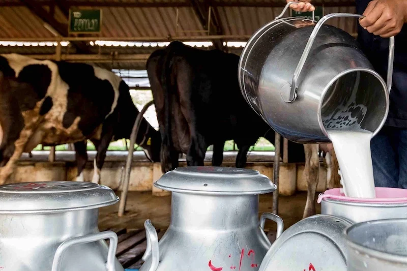 البواري 25 البواري يكشف أرقامًا جديدة عن السل ويحذر من الحليب غير المراقب