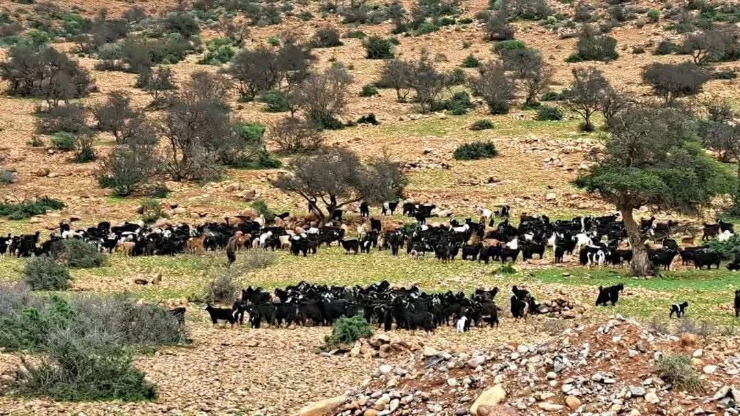 اكادير 22 الرعي الجائر بأفلا واسيف -اكادير- وضرورة حماية الملكية الخاصة