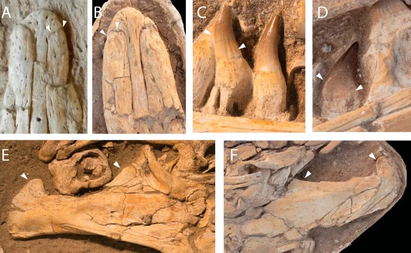 اكتشاف زاحف بحري عملاق عاش في المغرب قبل 67 مليون سنة اكتشاف زاحف بحري عملاق عاش في المغرب قبل 67 مليون سنة
