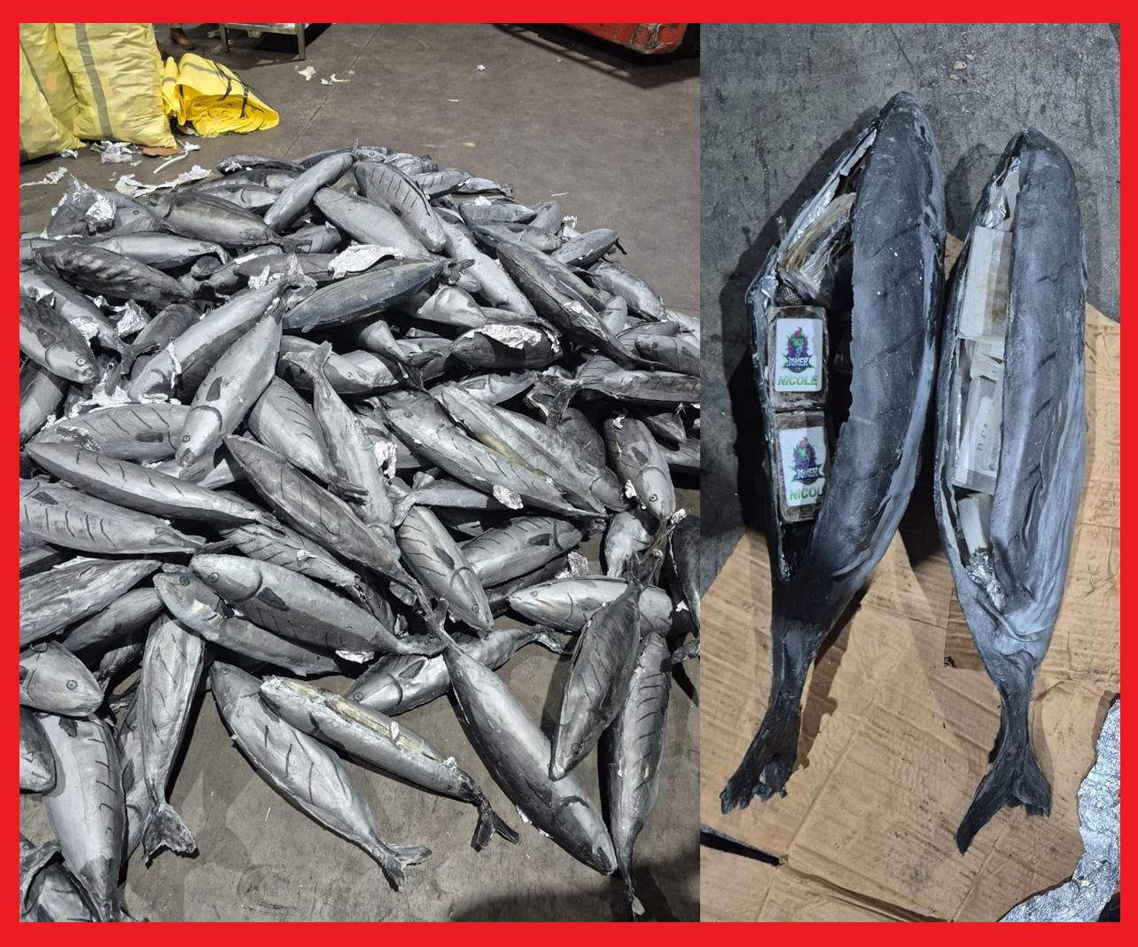 إحباط تهريب قرابة 4 أطنان من المخدرات داخل أسماك بميناء طنجة إحباط تهريب قرابة 4 أطنان من المخدرات داخل أسماك بميناء طنجة