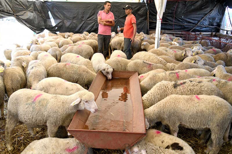 أسعار الأضاحي تشتعل وتحالف خفي يرهق جيوب المغاربة