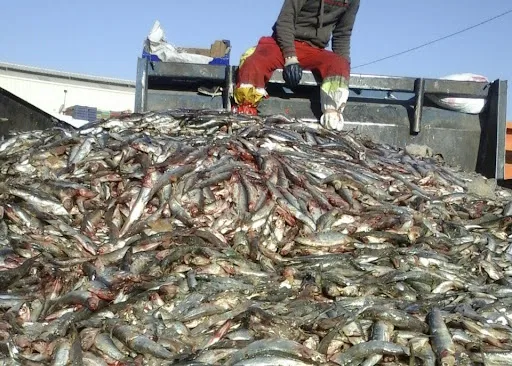 في رمضان.. حجز 726 كيلو من اللحوك والأسماك و”الفرماج”