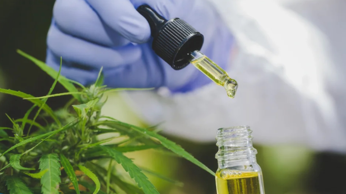 بحث علمي يرصد تحولات قطاع زيت القنب الهندي بعد التقنين