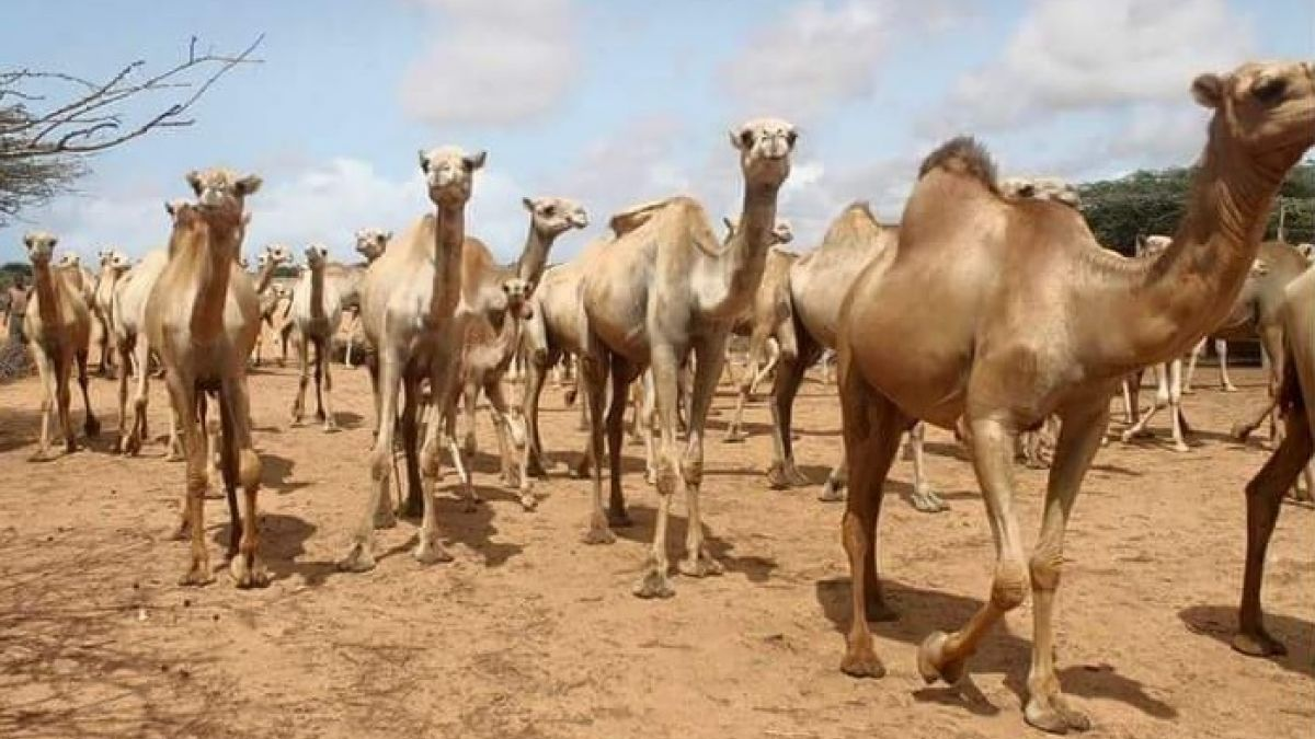 الإبل 19 مربو الإبل بموريتانيا يتجهون لاقتحام سوق الإبل بالصحراء المغربية