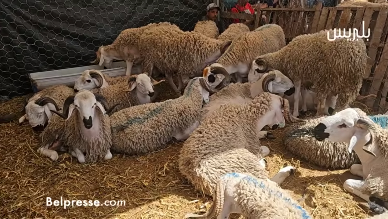كسابة 22 كسابة في رحبة الغنم يؤكدون: “الحولي ديال 1000درهم مكاينش في السوق