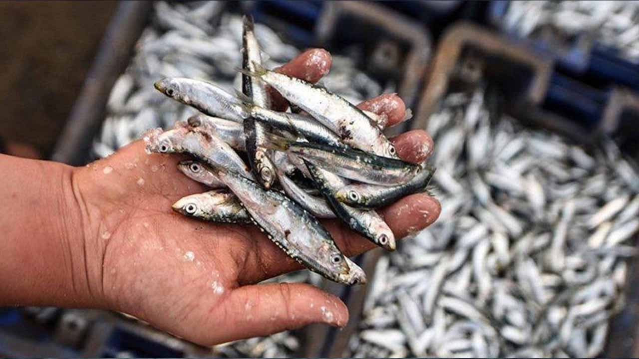 هيئة دستورية تدق ناقوس حول “السردين” و”الكروفيت”