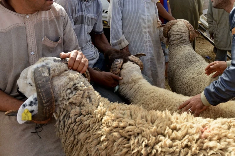 عيد الاضحى 20 تضامن المغاربة في مواجهة اختبار الغلاء قبل العيد
