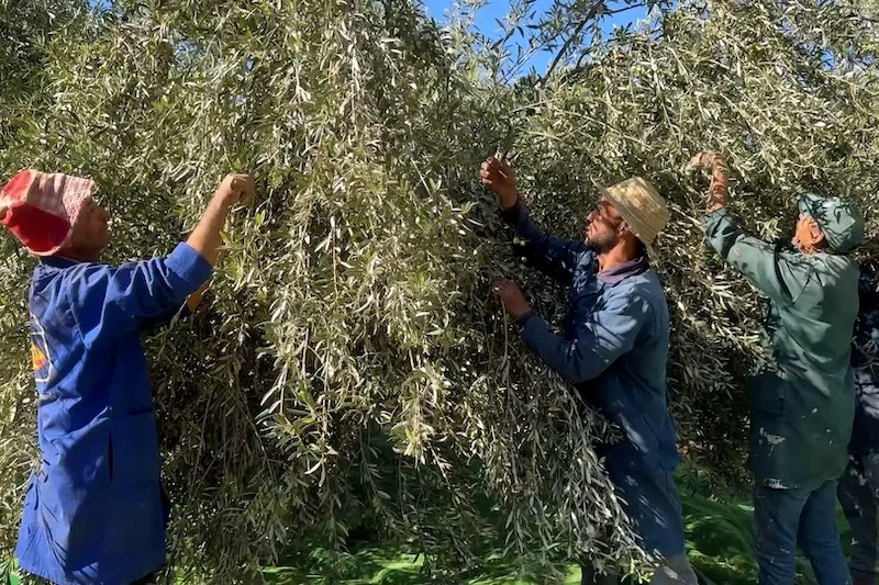كساد يضرب موسم الزيتون بالمغرب ويهدد الفلاحين بخسائر فادحة